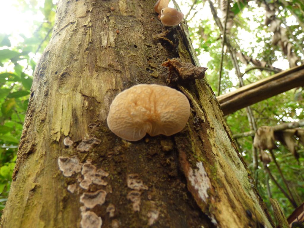 Auricularia delicata · April 2019 · photo: © danielvanderpost (iNaturalist, cc0)