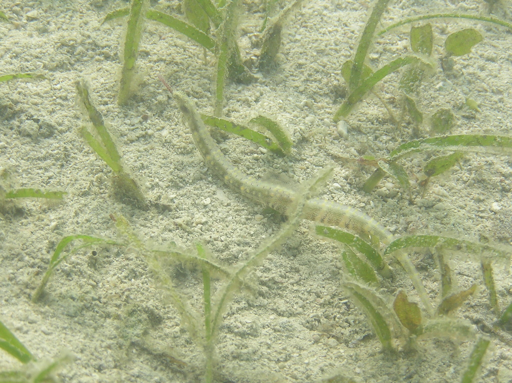 Many-spotted pipefish