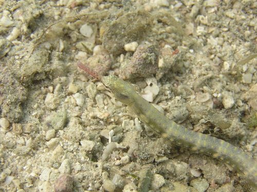 Manyspotted pipefish (Corythoichthys polynotatus) — Syngnathidae — 3
