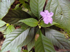 Ruellia jussieuoides