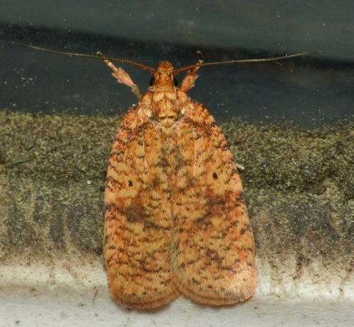 Four-dotted Agonopterix Moth photo 2