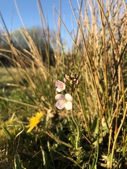 Cardamine pratensis