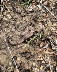 Heterodon nasicus