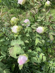 Paeonia × suffruticosa