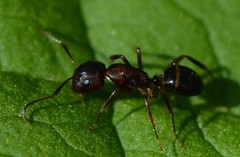 Camponotus subbarbatus