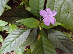 Ruellia jussieuoides