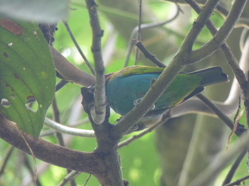 Tangara gyrola