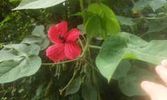 Hibiscus uncinellus