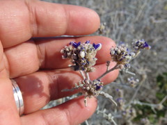 Psorothamnus emoryi arenarius