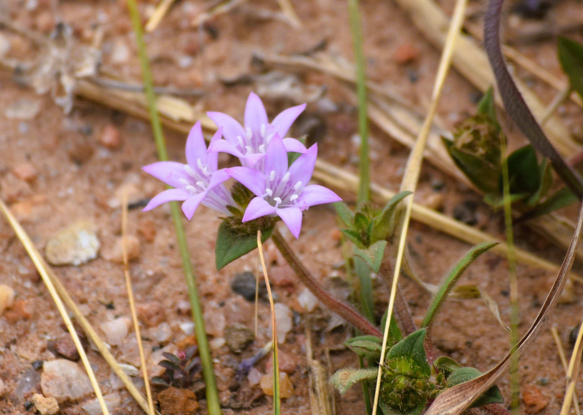 Richardia grandiflora