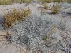 Psorothamnus emoryi arenarius