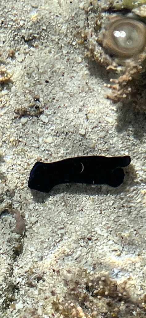 Gardiner's Headshield Slug