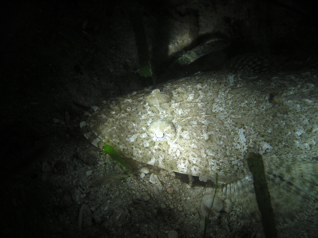 Longsnout flathead (Thysanophrys chiltonae) — Platycephalidae