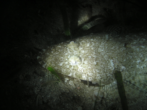 Longsnout flathead (Thysanophrys chiltonae) — Platycephalidae