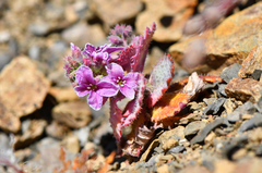 Streptanthus callistus