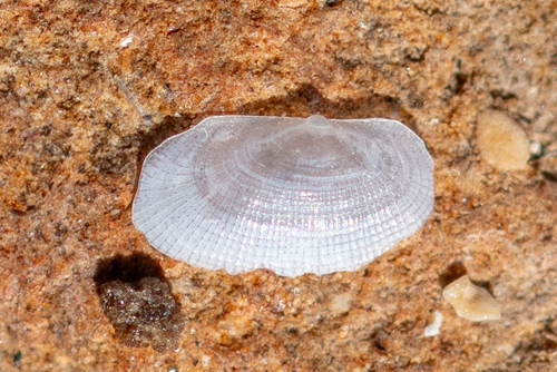 Galeomma turtoni, 2024-02-04