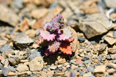 Streptanthus callistus