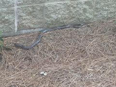 Farancia erytrogramma