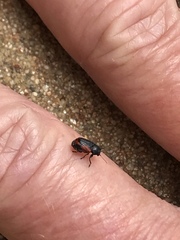 Pachybrachis cruentus