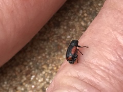 Pachybrachis cruentus