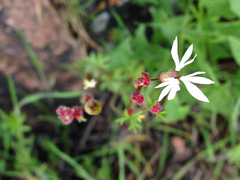 Lithophragma glabrum