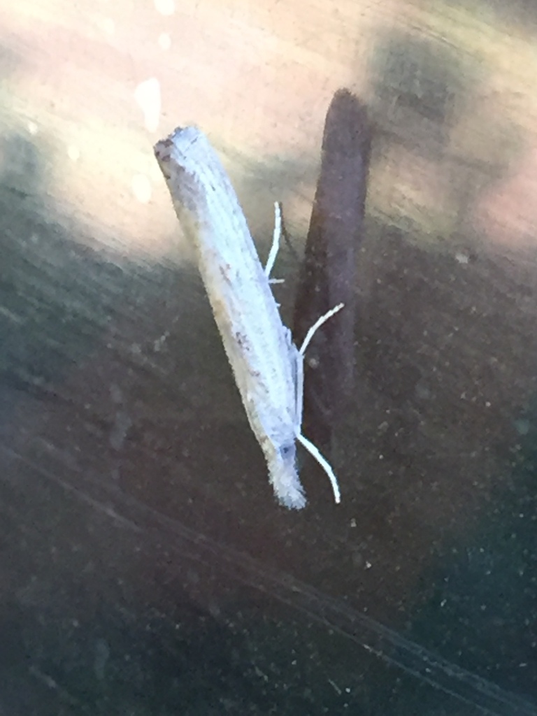 GrassVeneers from Forest, Kenya on February 23, 2023 at 1051 AM by