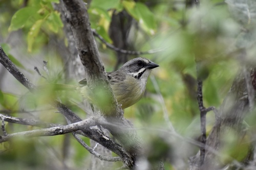 Zapata Sparrow