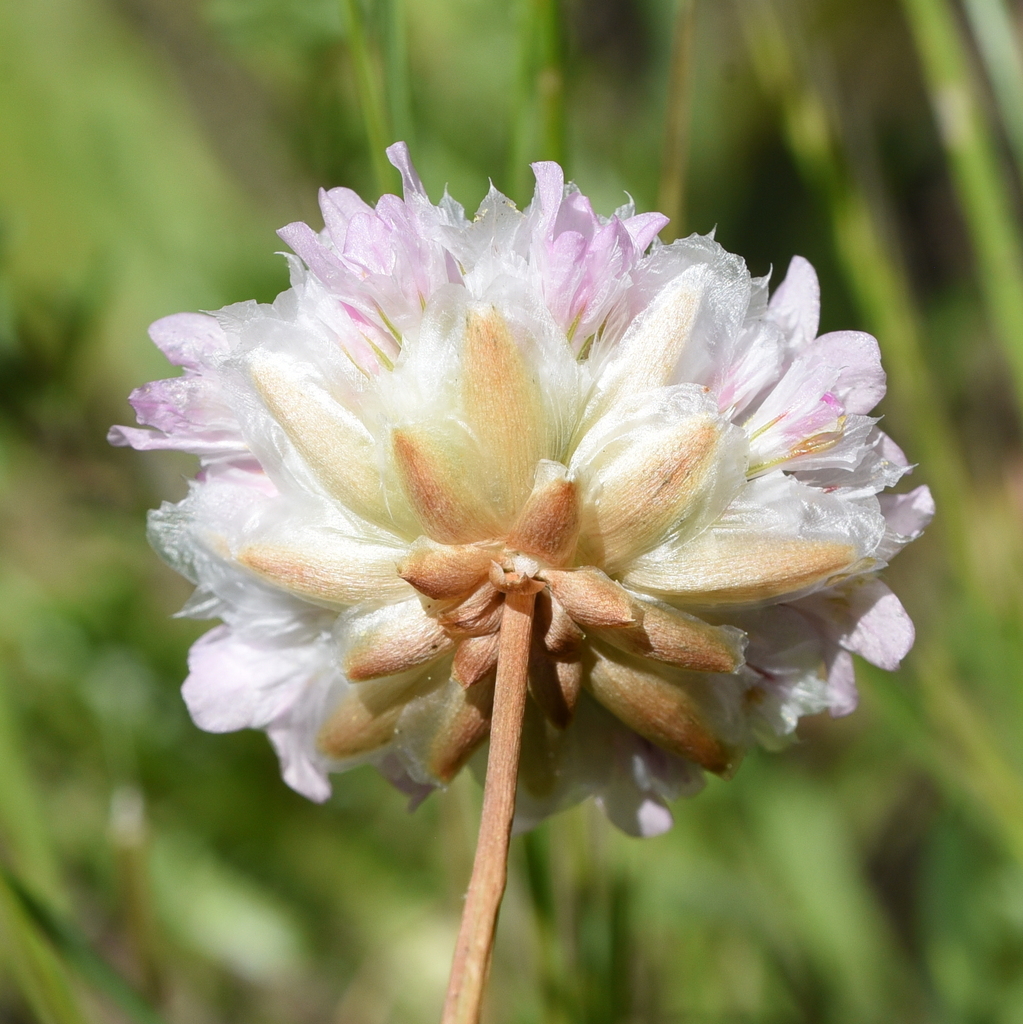 Armeria macrophylla
