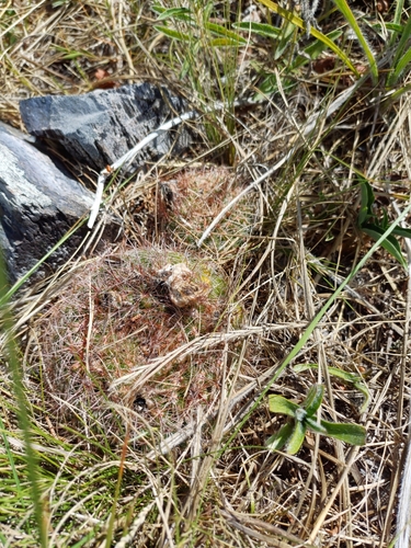 Parodia concinna