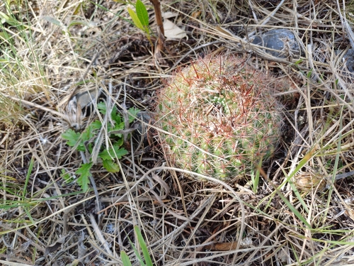 Image of Parodia concinna by (c) Agustina Medina, some rights reserved (CC BY)