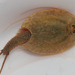 Vicentine Tadpole Shrimp - Photo (c) Thijs Valkenburg, some rights reserved (CC BY-NC), uploaded by Thijs Valkenburg