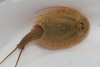 Vicentine Tadpole Shrimp - Photo (c) Thijs Valkenburg, some rights reserved (CC BY-NC), uploaded by Thijs Valkenburg