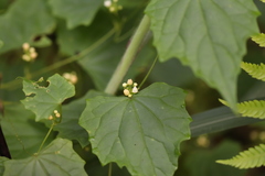 Zehneria