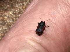 Pachybrachis cruentus