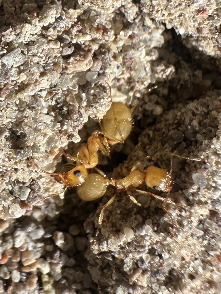 Veromessor lariversi