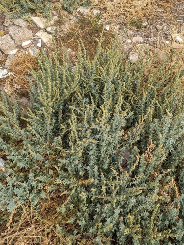 Image of Atriplex glauca by no rights reserved