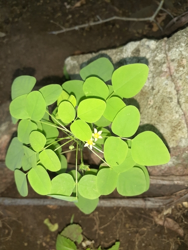 Barrelier's woodsorrel (Oxalis barrelieri)