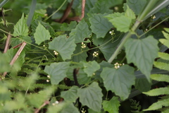 Zehneria