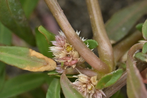 Image of Alternanthera nahui by (c) Christopher Stephens, some rights reserved (CC BY-SA)