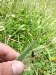 Astylus bourgeoisi