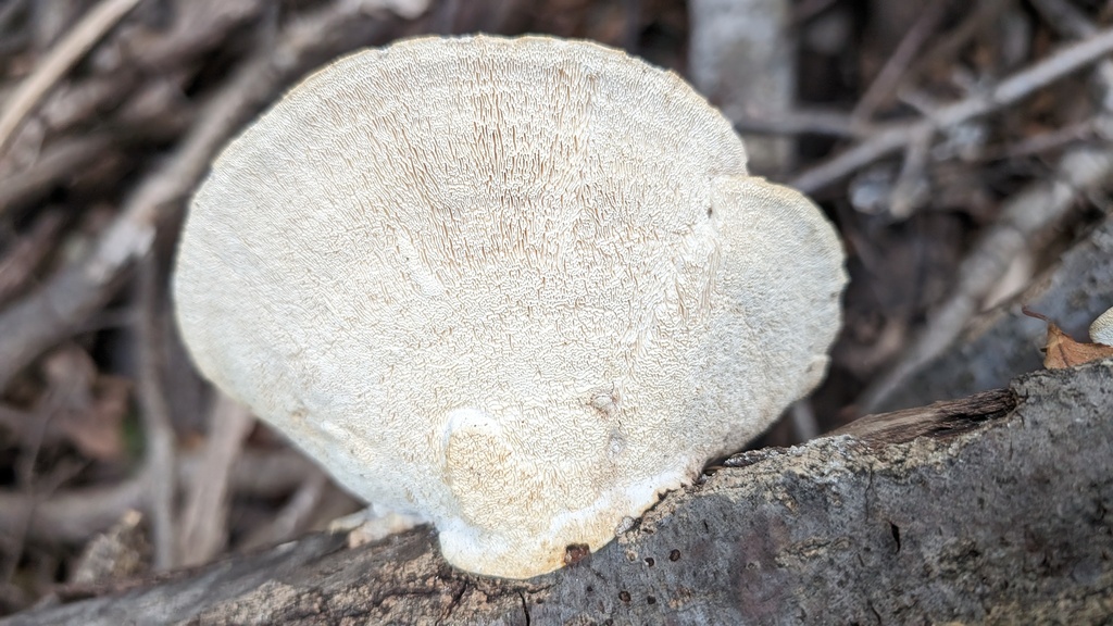 Trametes elegans · March 2024 · photo: © atsushi_nakajima_cirque (iNaturalist, cc-by)