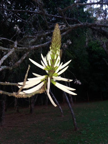 Erythrina speciosa
