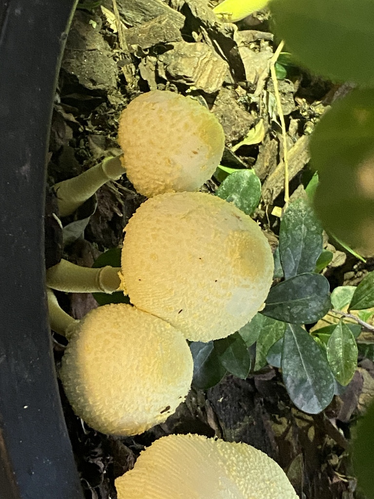 Leucocoprinus birnbaumii · March 2024 · photo: © carancho (iNaturalist, cc-by)