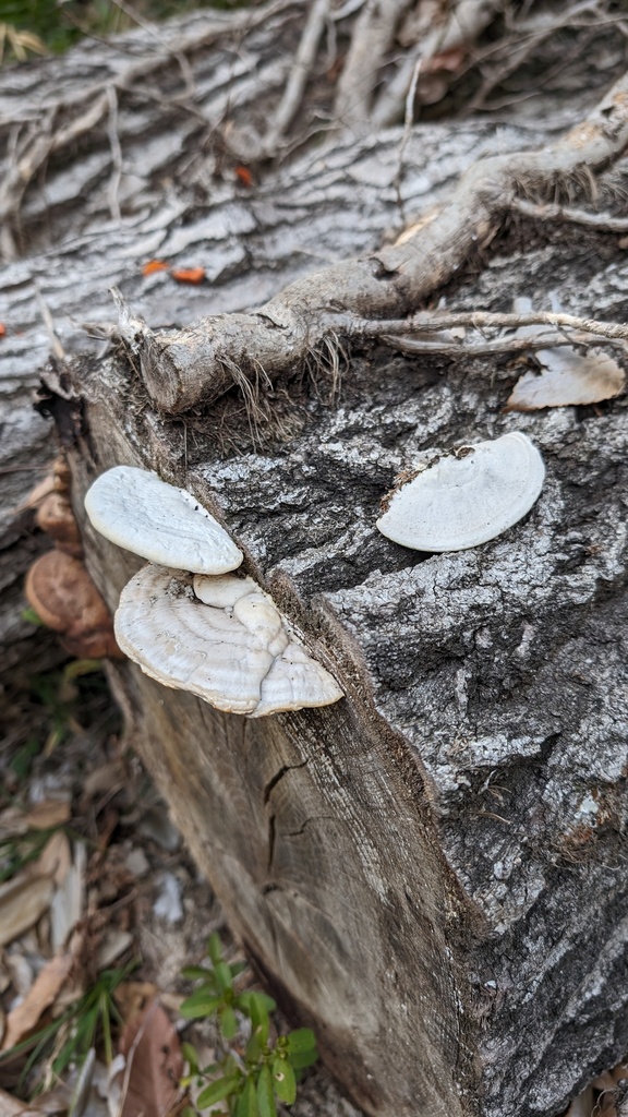 Trametes orientalis · March 2024 · photo: © atsushi_nakajima_cirque (iNaturalist, cc-by)
