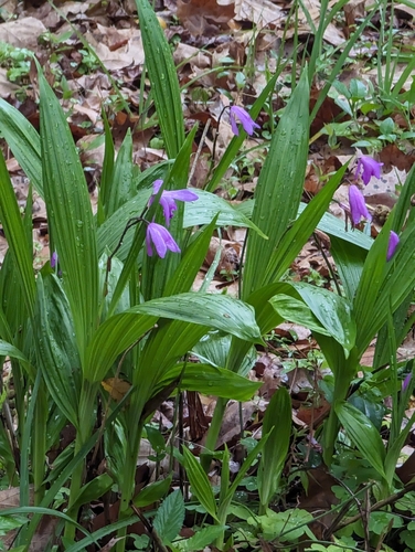 Image of Bletilla by (c) Robert Guralnick, some rights reserved (CC BY)