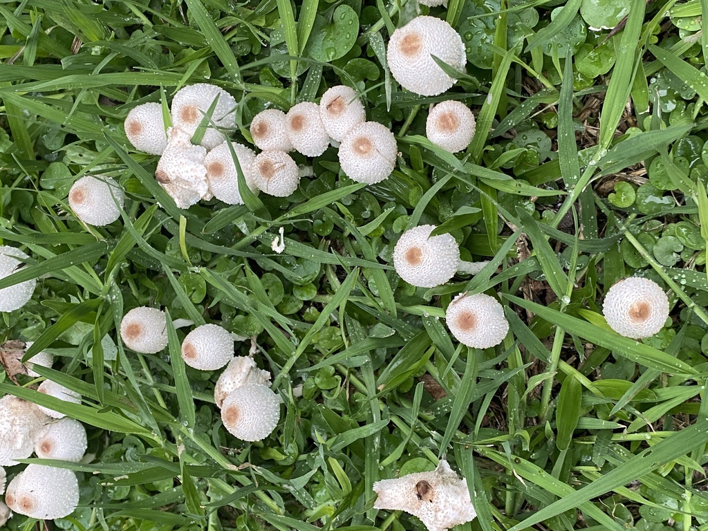 Leucocoprinus cepistipes · March 2024 · photo: © carancho (iNaturalist, cc-by)