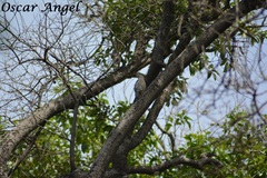 Melanerpes aurifrons