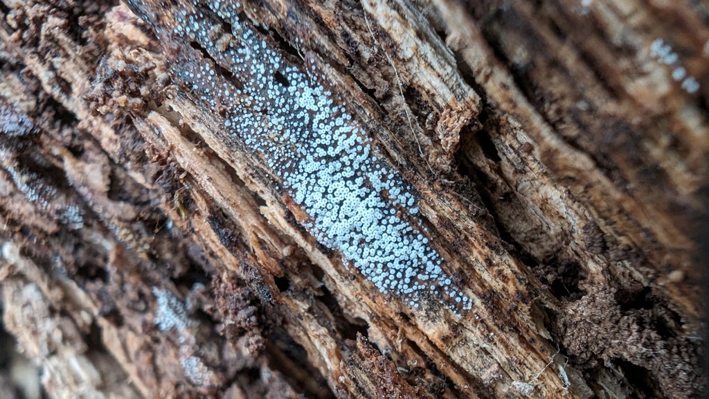 Henningsomyces candidus · March 2024 · photo: © atsushi_nakajima_cirque (iNaturalist, cc-by)