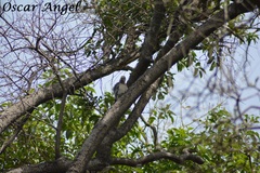 Melanerpes aurifrons