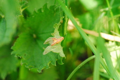 Puccinia urticata